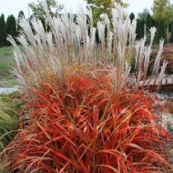 Мискантус Miscanthus Africa